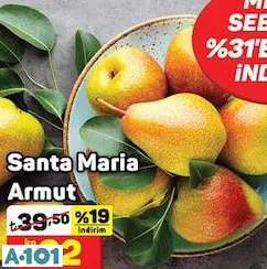 SANTA MARİA ARMUT KG SANTA MARİA ARMUT KG